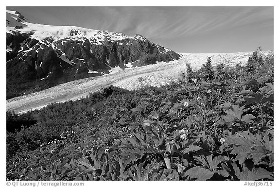Wildflowers at Marmot Meadows, and Exit Glacier. Kenai Fjords National Park (black and white)
