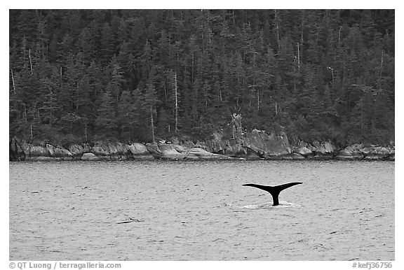Whale fluke and forest, Aialik Bay. Kenai Fjords National Park (black and white)