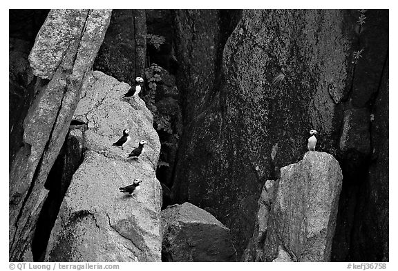 Puffins on cliff. Kenai Fjords National Park (black and white)