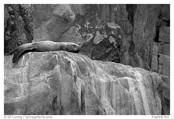 Stellar sea lion sleeping on rock. Kenai Fjords National Park (black and white)