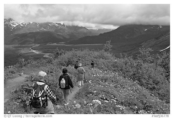 Hikers surrounded by wildflowers on Harding Icefield trail. Kenai Fjords National Park, Alaska, USA.