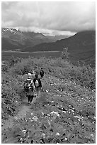 Hiking surrounded by wildflowers on Harding Icefield trail. Kenai Fjords National Park ( black and white)