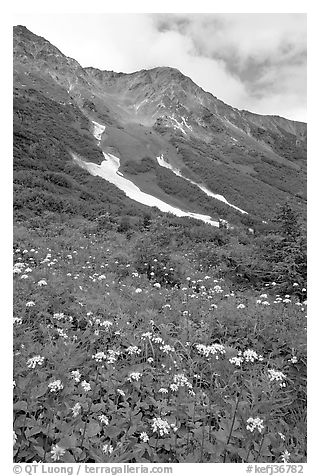 Hills and verdant alpine meadows, seen from Harding Icefield trail. Kenai Fjords National Park (black and white)