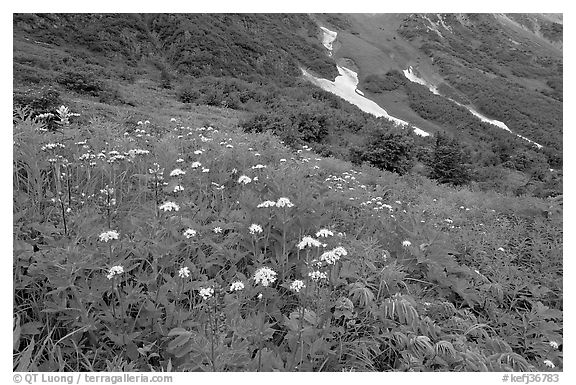 Lupine and white flowers, and neve, Marmot Meadows. Kenai Fjords National Park (black and white)