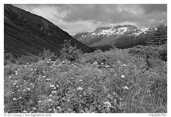 Wildflowers in Marmot Meadows and Resurection Mountains. Kenai Fjords National Park (black and white)
