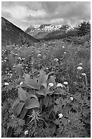 Marmot Meadows and Resurection Mountains. Kenai Fjords National Park ( black and white)