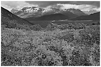 Dwarf Lupine and cloudy Resurection Mountains. Kenai Fjords National Park ( black and white)