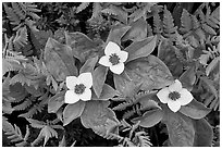 Close-up of flowers and ferns, Marmot Meadows. Kenai Fjords National Park ( black and white)