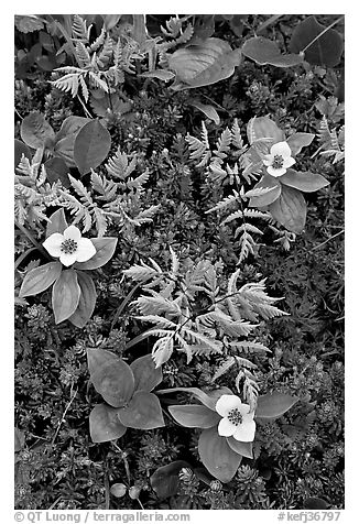 Close-up of alpine ferns and flowers, Marmot Meadows. Kenai Fjords National Park (black and white)