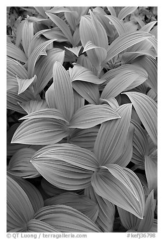 Close-up of leaves, Marmot Meadows. Kenai Fjords National Park (black and white)