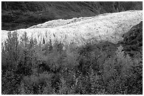 Trees and exit glacier, fall. Kenai Fjords National Park ( black and white)