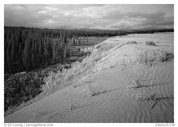 The edge of the Great Sand Dunes with the tundra and taiga below. Kobuk Valley National Park (black and white)