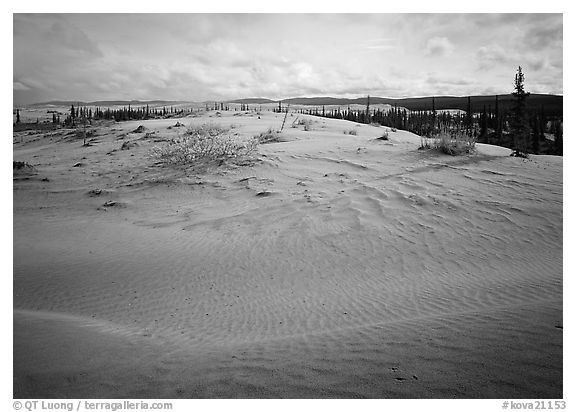 Dune field with boreal forest in the distance. Kobuk Valley National Park (black and white)