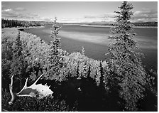 Antlers and bend of the Kobuk River, mid-morning. Kobuk Valley National Park, Alaska, USA. (black and white)