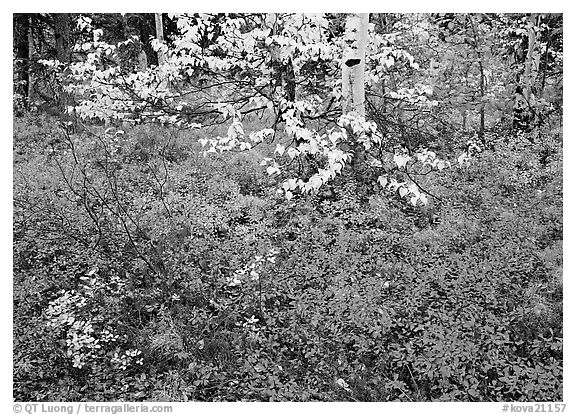 Red Berry leaves and yellow tree leaves in forest. Kobuk Valley National Park (black and white)