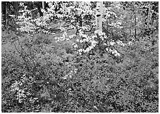 Red Berry leaves and yellow tree leaves in forest. Kobuk Valley National Park ( black and white)