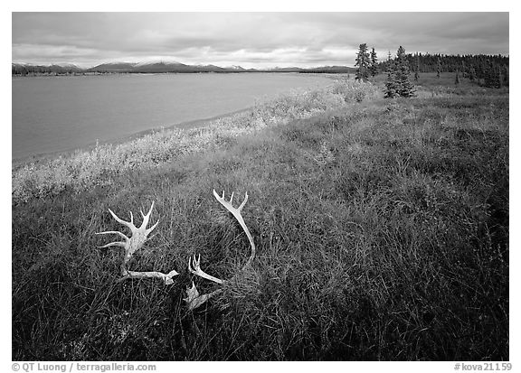 Caribou antlers, tundra in autumn color, and Kobuk River. Kobuk Valley National Park (black and white)