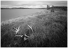 Caribou antlers, tundra in autumn color, and Kobuk River. Kobuk Valley National Park ( black and white)