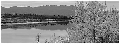 River scene with tree in fall foliage. Kobuk Valley National Park (Panoramic black and white)