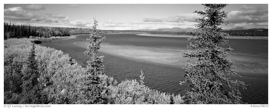 Northern river scenery seen through spruce trees. Kobuk Valley National Park (black and white)
