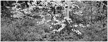 Forest floor and leaves in autumn color. Kobuk Valley National Park (Panoramic black and white)