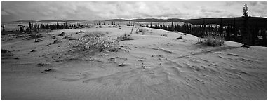 Arctic sand dune landscape. Kobuk Valley National Park (Panoramic black and white)