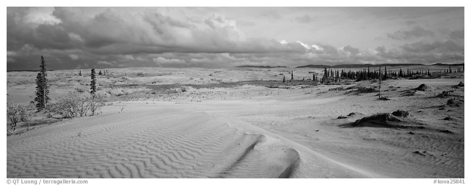 Sand dunes with spruce trees. Kobuk Valley National Park (black and white)