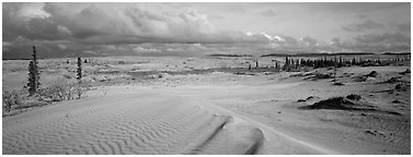 Sand dunes with spruce trees. Kobuk Valley National Park (Panoramic black and white)
