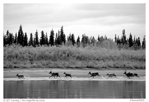 Caribou crossing the Kobuk River during their fall migration. Kobuk Valley National Park (black and white)