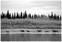 Caribou crossing the Kobuk River during their fall migration. Kobuk Valley National Park ( black and white)