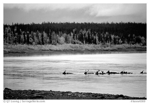 Caribou swimming across the Kobuk River during their fall migration. Kobuk Valley National Park (black and white)