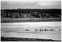 Caribou swimming across the Kobuk River during their fall migration. Kobuk Valley National Park ( black and white)