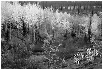 Berry plants and trees in autumn colors near Kavet Creek. Kobuk Valley National Park, Alaska, USA. (black and white)