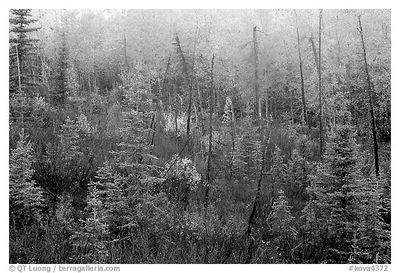 Shrubs and trees in fall foliage near Kavet Creek. Kobuk Valley National Park (black and white)