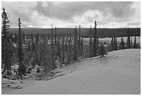 Pocket of Spruce trees in the Great Sand Dunes. Kobuk Valley National Park, Alaska, USA. (black and white)