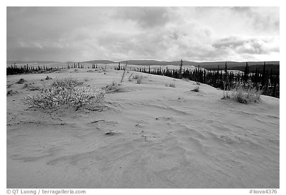 Great Sand Dunes and boreal spruce forest. Kobuk Valley National Park (black and white)