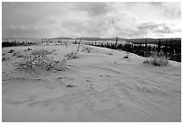 Great Sand Dunes and boreal spruce forest. Kobuk Valley National Park, Alaska, USA. (black and white)