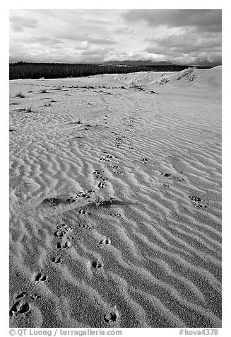 Caribou tracks and ripples in the Great Sand Dunes. Kobuk Valley National Park, Alaska, USA.