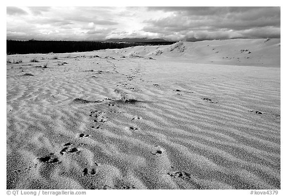 Caribou footprints and ripples in the Great Sand Dunes. Kobuk Valley National Park, Alaska, USA.