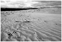 Caribou footprints and ripples in the Great Sand Dunes. Kobuk Valley National Park, Alaska, USA. (black and white)