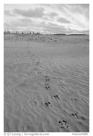 Animal tracks on the Great Sand Dunes. Kobuk Valley National Park, Alaska, USA.