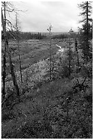 Autumn colors on Kavet Creek near the Great Sand Dunes. Kobuk Valley National Park ( black and white)