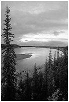 Boreal trees and bend of the Kobuk River, evening. Kobuk Valley National Park ( black and white)