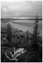 Antlers and bend of the Kobuk River, evening. Kobuk Valley National Park, Alaska, USA. (black and white)