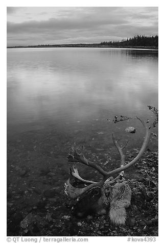 Dead caribou head on the river shore. Kobuk Valley National Park (black and white)