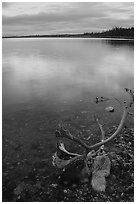 Dead caribou head on the river shore. Kobuk Valley National Park ( black and white)
