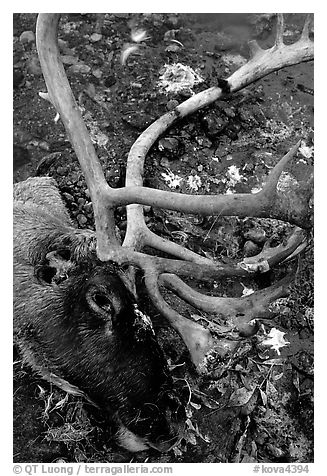 Caribou head discarded by hunters. Kobuk Valley National Park (black and white)