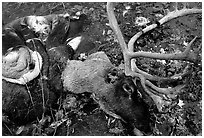 Dead caribou head discarded by hunters. Kobuk Valley National Park ( black and white)