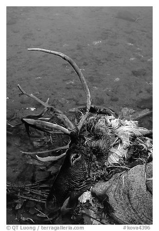 Dead caribou heads discarded by hunters. Kobuk Valley National Park (black and white)