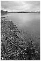 Dead caribou head on Kobuk River shore. Kobuk Valley National Park ( black and white)